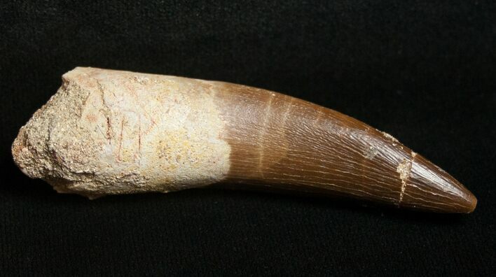 Large Fossil Plesiosaur Tooth #8664